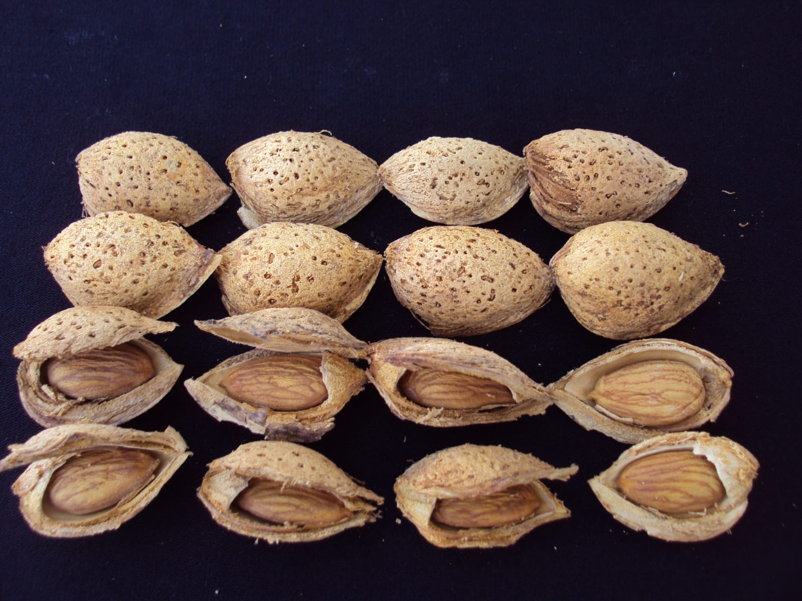 NONPAREİL BADEM FİDANI